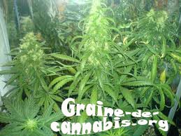afghan-kush-plant
